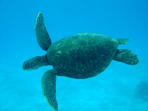 The marine reserve will help protect the 1,249 known plants and animals found in these waters,: including 365 species of fish, 22 species of whales and dolphins, and two species of turtles.   Photograph by Andrew Christian